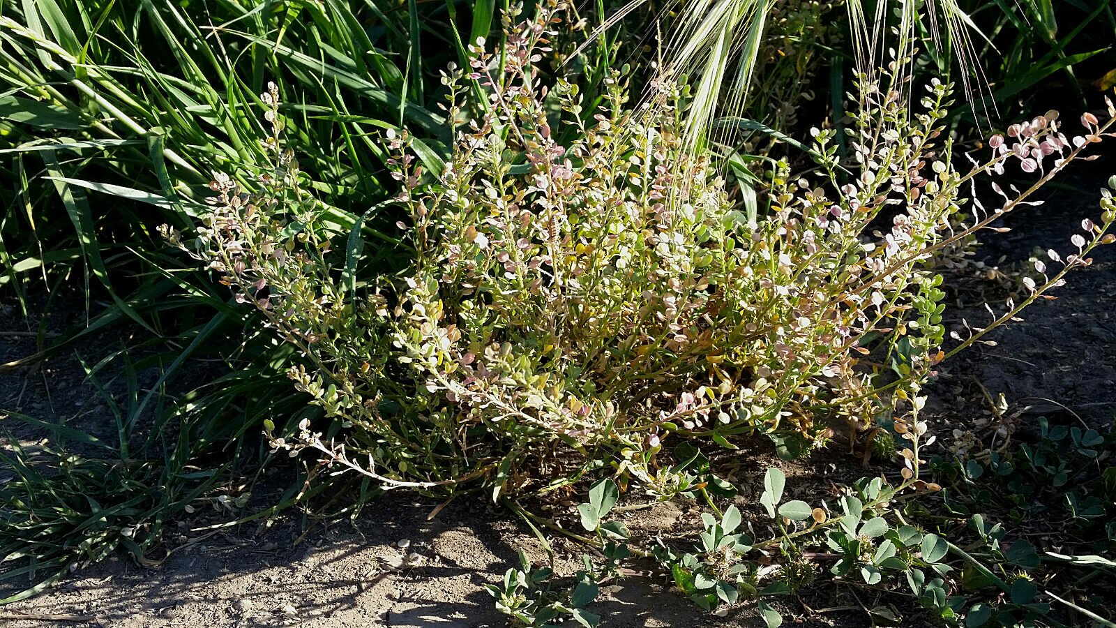 High Resolution Lepidium nitidum Plant